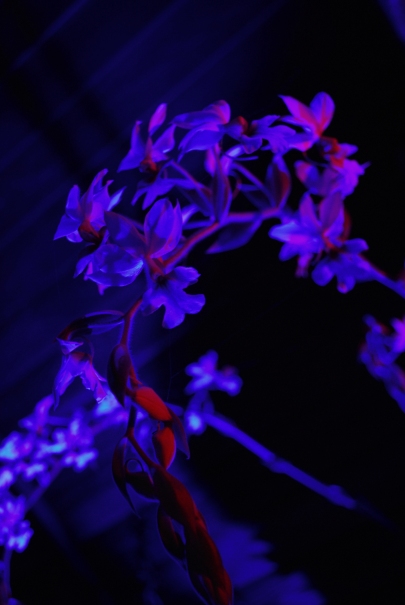 Strange Light Orchid